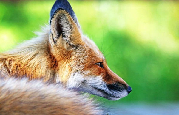 Red Fox Profile I by Deb Oppermann